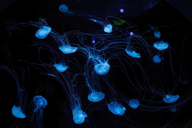 fotografia subaquática da bela água-viva do mar da Malásia, chrysaora chinensis, de perto