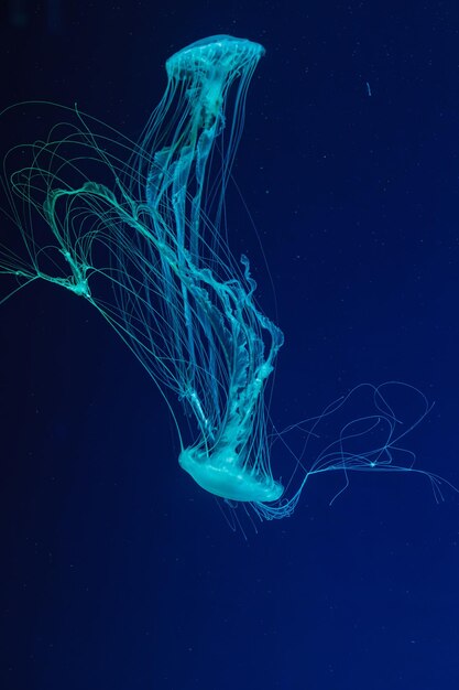 fotografia subaquática da bela Chrysaora quinquecirha de perto