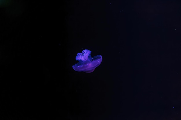 Fotografia subaquática da bela Cotylorhiza tuberculata de perto