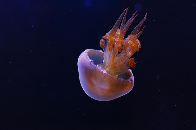 fotografia subaquática da linda água-viva chama rhopilema esculentum close-up