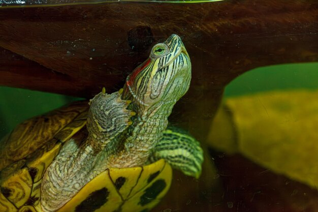 fotografia subaquática de peixe Trachemys scripta elegans closeup