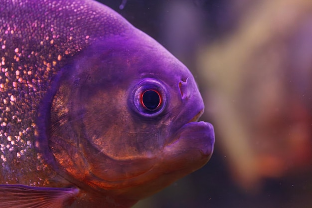 Foto fotografia subaquática de peixes pygocentrus nattereri