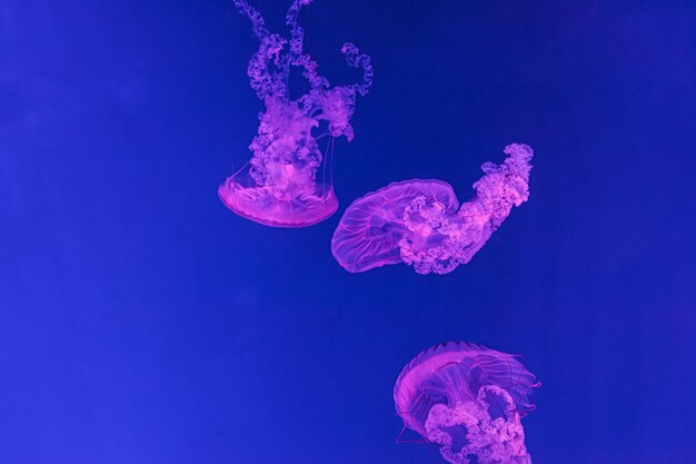 Fotografia subaquática de uma bela Chrysaora hysoscella de perto