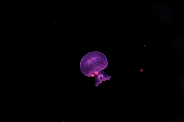 fotografia subaquática de uma bela medusa de bala de canhão stomolophus meleagris de perto