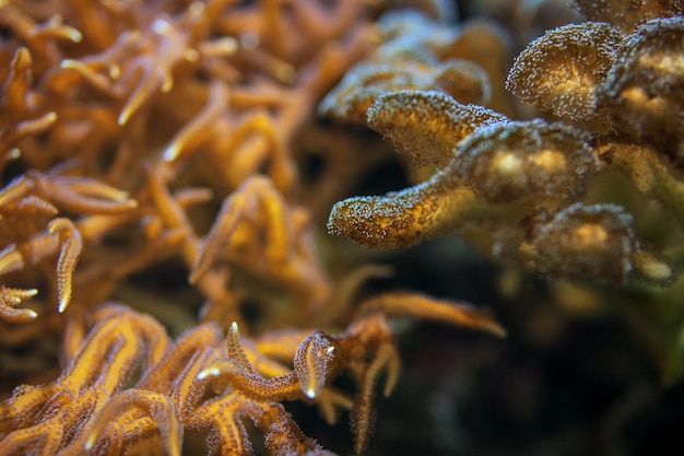Fotografía submarina, coral marino y tentáculos de anémona fluorescentes en luz ultravioleta. Escena marina abstracta.