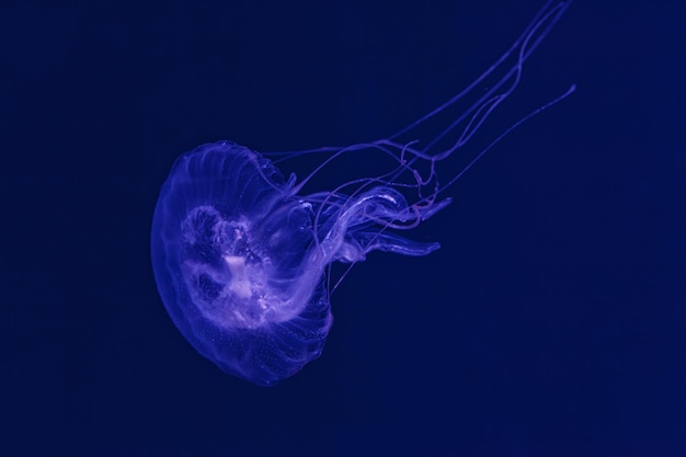 Fotografía submarina de la hermosa medusa Amakusa pequeña Sanderia Malayensis de cerca