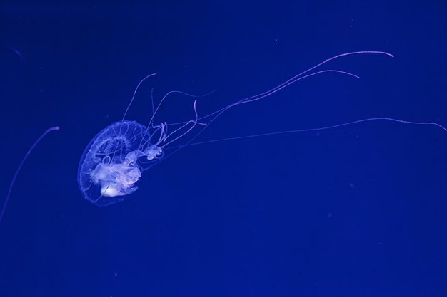 Fotografía submarina de la hermosa medusa Amakusa pequeña Sanderia Malayensis de cerca