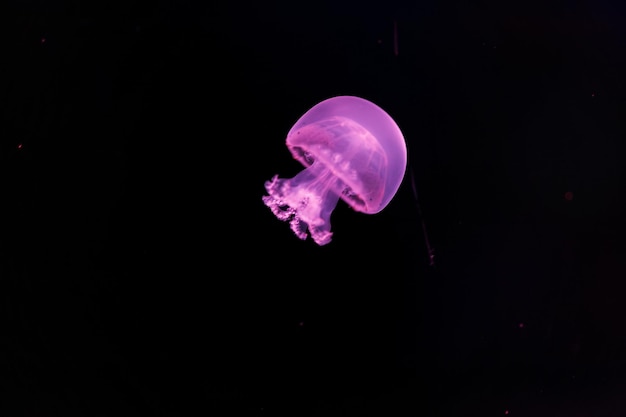 fotografía submarina de una hermosa medusa bala de cañón stomolophus meleagris de cerca