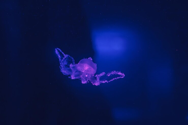 Foto fotografía submarina de la hermosa medusa de mármol lychnorhiza lucerna de cerca