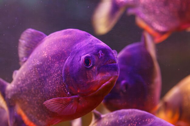 fotografía submarina de los peces Pygocentrus nattereri