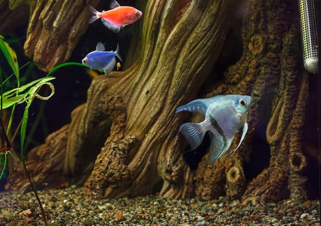 fotografía submarina del pez barbus tetrazona en primer plano