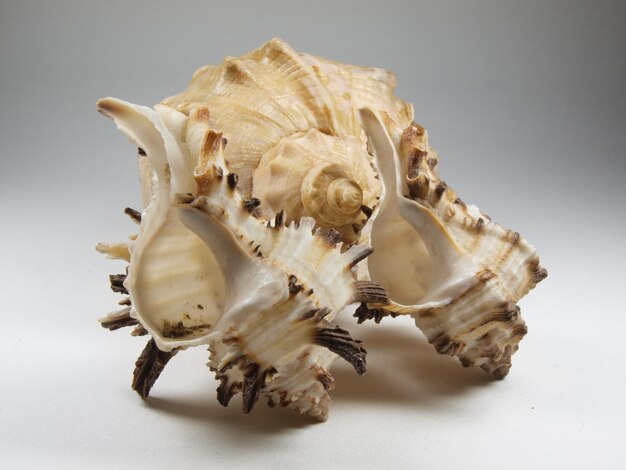 Fotografía de sujeto Para diseño de decoración negocio tienda de pesca Shell