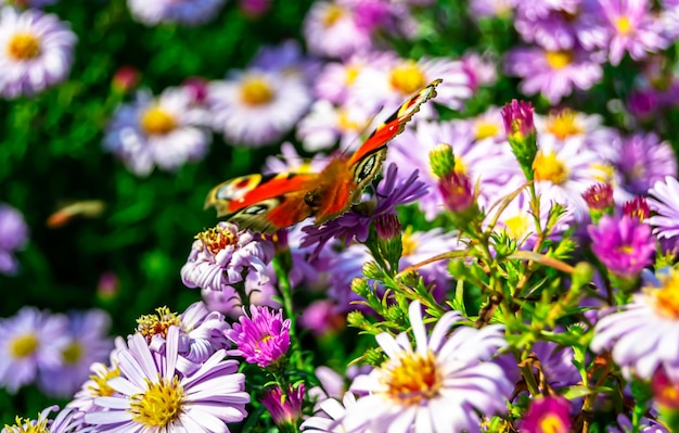 Fotografía a tema hermosa mariposa negra monarca