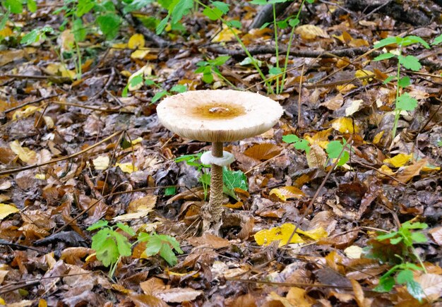 Foto fotografía con el tema de un hermoso hongo venenoso en el bosque