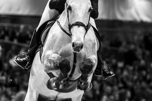 Foto fotografía temática de saltos de caballos y deportes ecuestres en blanco y negro