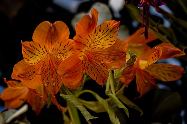 Fotografía de tiempo de primavera de flores naranjas Cerrar