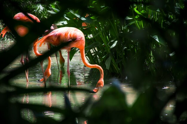 Fotografía a través de los árboles de un flamenco que busca alimento en el agua.