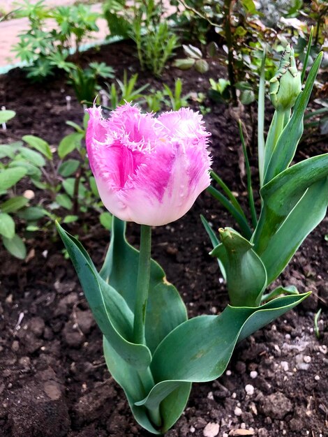 Fotografía de tulipán rosa