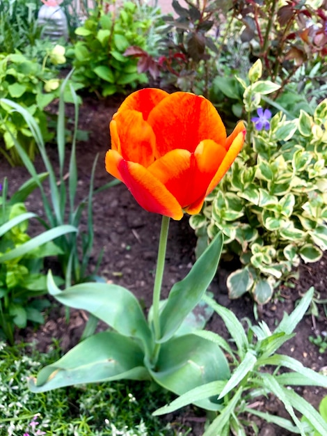 fotografía de tulipanes