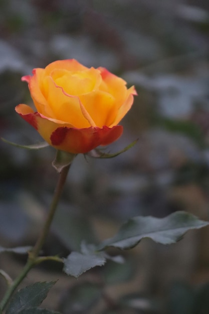 Fotografia única de broto de flor de rosa de cor laranja