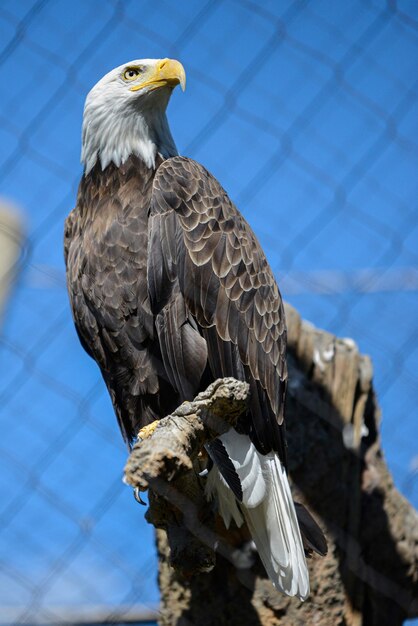 Foto fotografía vertical de un águila calva en una rama de un árbol en un zoológico bajo la luz del sol