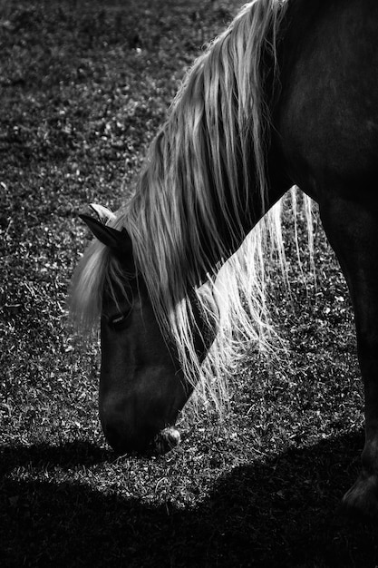 Foto fotografía vertical de un caballo pastando hierba en una zona rural en un clima soleado