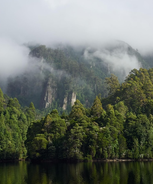 Fotografia vertical de árvores e plantas ao lado do Lago Mackintosh sob um céu nebuloso