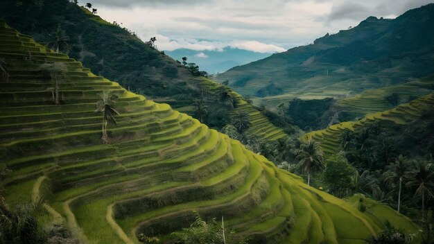 Foto fotografia vertical de terraços de arroz batad luzon filipinas