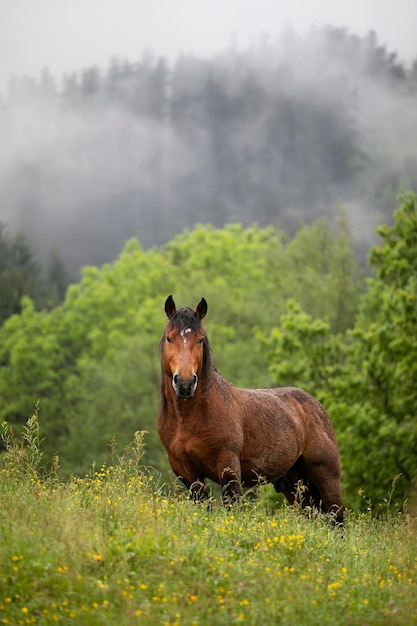 Fotografia vertical de um cavalo marrom adulto em um campo com um fundo montanhoso de árvores em um dia nublado e chuvoso olhando para a beleza da câmera do mundo animal