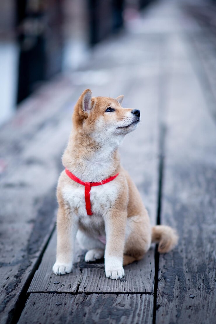 Foto fotografia vertical de um lindo cão coreano jindo