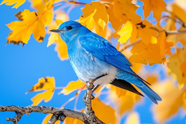 Fotografia vertical de um pássaro azul de montanha em um galho