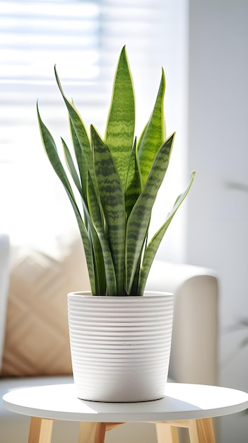 Fotografia vertical de uma planta em uma panela branca dentro de uma sala de luz natural ótima para uma decoração de sala