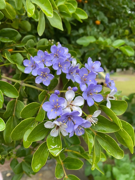 Fotografía vertical de las flores púrpuras de lignum-vitae con hojas verdes a la luz del día