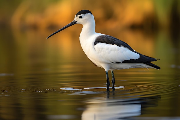 Una fotografía de vida silvestre de retrato de Avocet