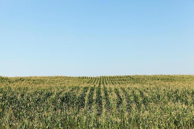 Foto fotografiado en el campo verde inmaduro de verano con maíz, cielo azul