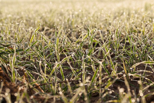 Fotografiado de cerca las plantas de pasto joven trigo verde que crece en el campo agrícola, agricultura, durante el amanecer del sol, desenfoque