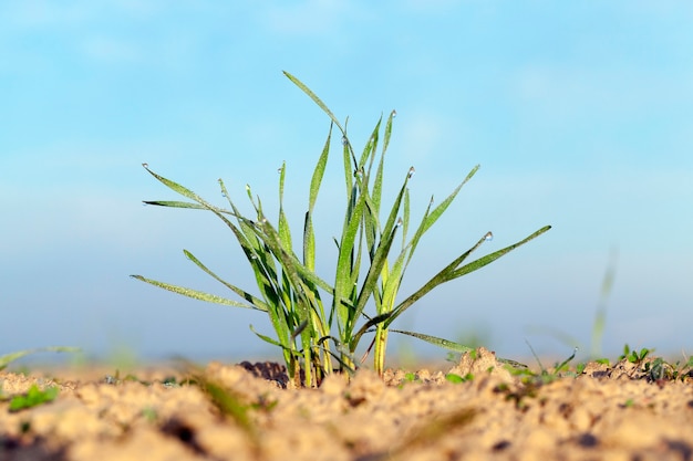 Fotografiado de cerca las plantas de pasto joven trigo verde que crece en el campo agrícola, agricultura, contra el cielo azul