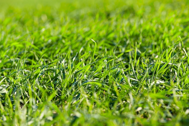 Fotografiado de cerca las plantas de pasto joven trigo verde que crece en el campo de la agricultura, agricultura