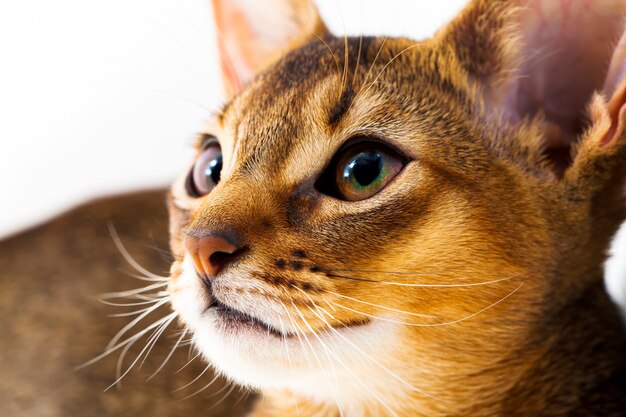 Fotografiado por un primer plano de la cabeza de un pequeño gatito abisinio