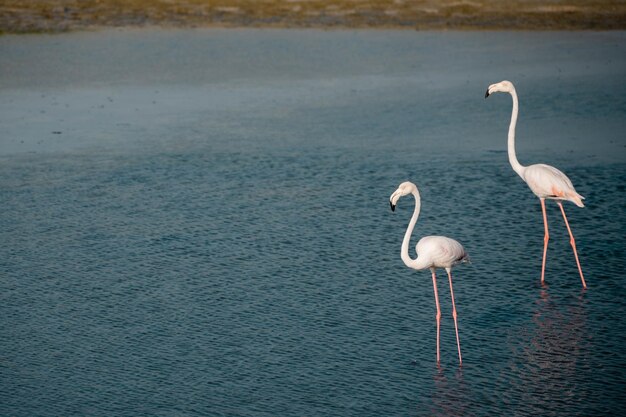 Fotografías de flamencos