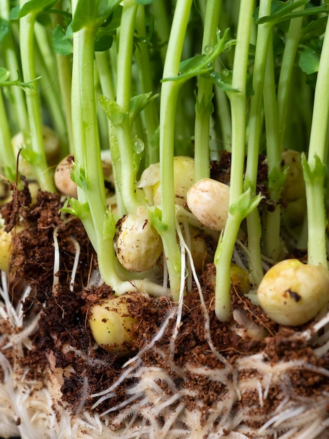 Fotografías macro de brotes de guisantes germinados nutrición dietética adecuada Macrofotografía