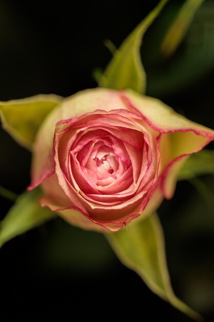 fotografías macro de flores con color y detalles.