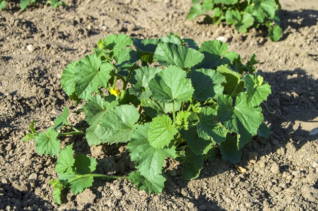 Fotografías de plantas de melón Fotografías de plantas de melón que empezaron a florecer