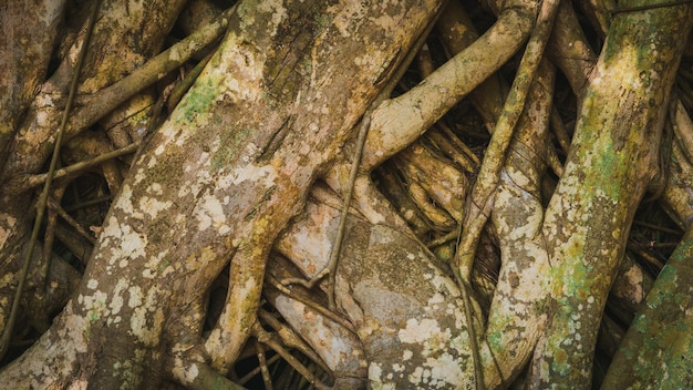 Foto fotografías sofisticadas de viejas raíces.