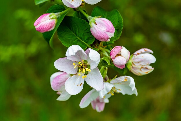 Foto fotografie auf dem thema wunderschöner obstzweig apfelbaum mit natürlichen blättern unter sauberem himmel