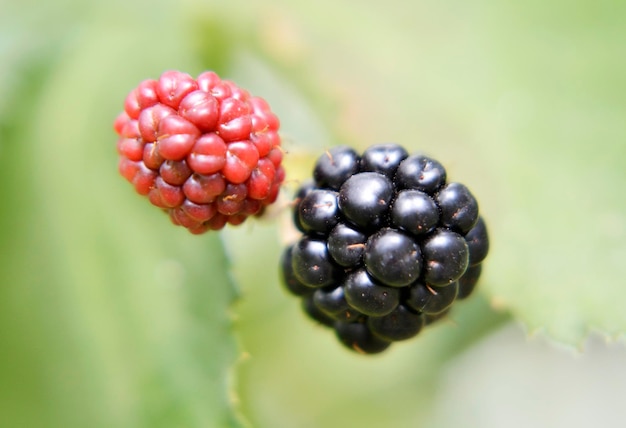 Fotografie einer ganzen reifen Beere, schwarze rote Brombeere in der Natur, Nahaufnahme, Brombeerfoto bestehend aus grünen Blättern, leckeren süßen schwarzen Beeren. Essen Sie frische, natürliche schwarze Brombeeren für eine gute Gesundheit