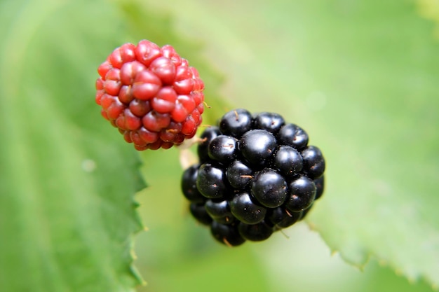 Fotografie einer ganzen reifen Beere, schwarze rote Brombeere in der Natur, Nahaufnahme, Brombeerfoto bestehend aus grünen Blättern, leckeren süßen schwarzen Beeren. Essen Sie frische, natürliche schwarze Brombeeren für eine gute Gesundheit