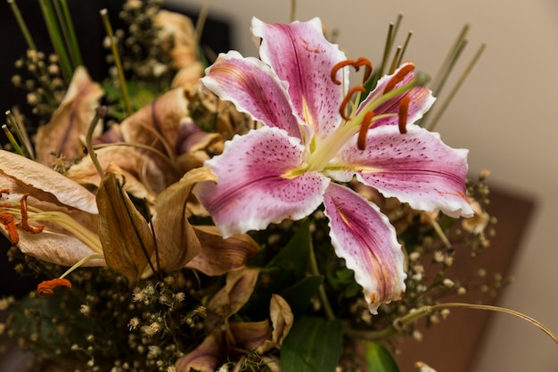 Fotografie einer lebendigen Lilienblume inmitten getrockneter Blumen