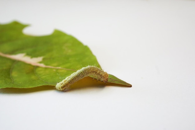 Fotografie einer Raupe, die auf einem großen grünen Blatt mit einem teilweise angefressenen Blatt kriecht