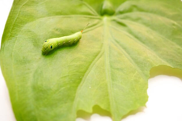 Fotografie einer Raupe kriecht auf einem großen grünen Blatt mit einem teilweise gegessenen Blatt.